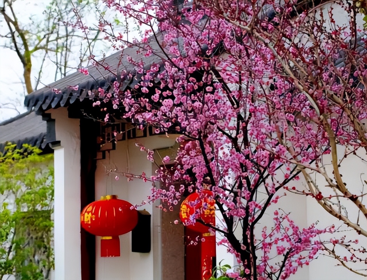 抗冻开花寓意旺家的盆栽植物花卉,旺家四季开花耐寒耐热植物