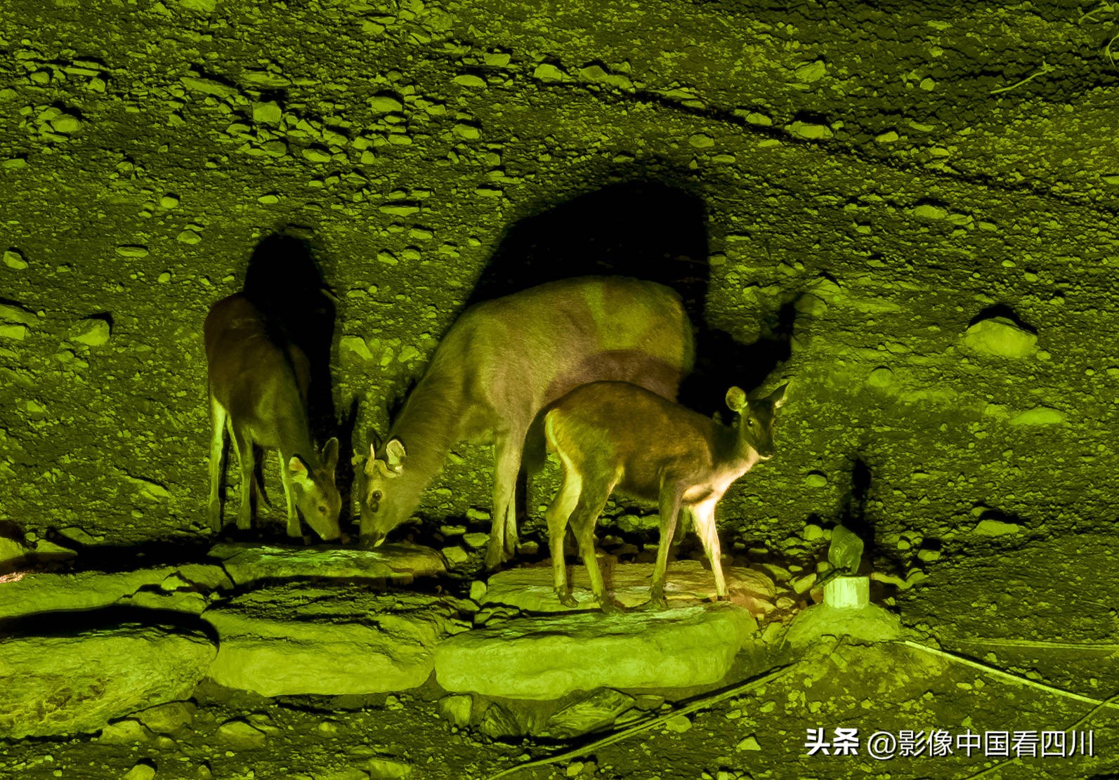 雅安旅游景点冬季喇叭河,雅安喇叭河6月景色