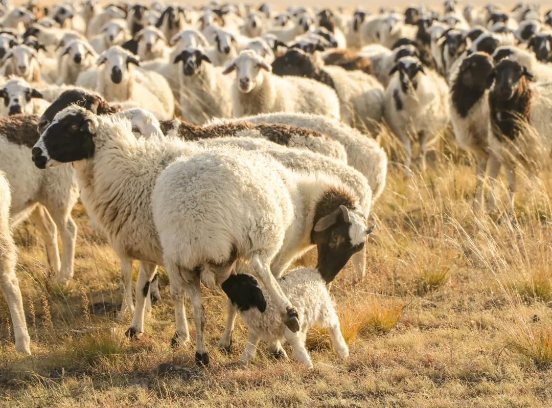 锡林郭勒牛羊肉的特点,锡林郭勒盟正宗牛羊肉