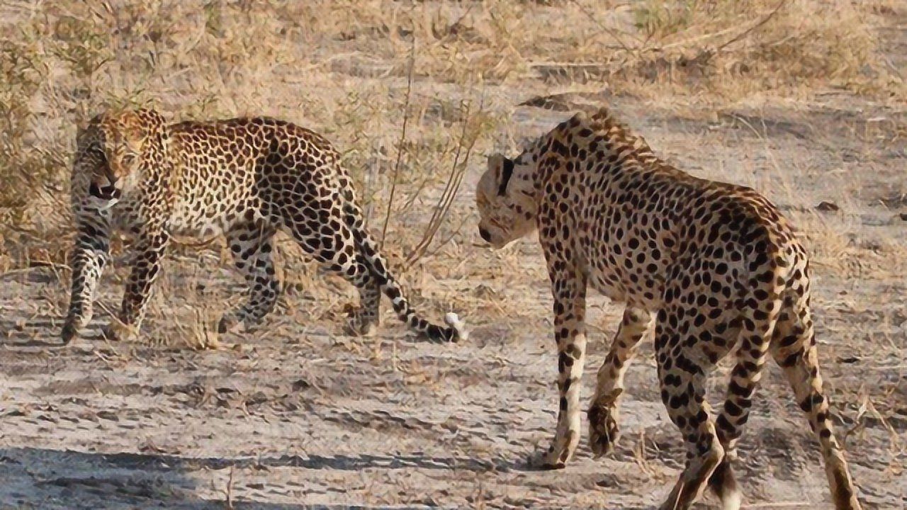 猎豹不是豹子吗,猎豹不是豹