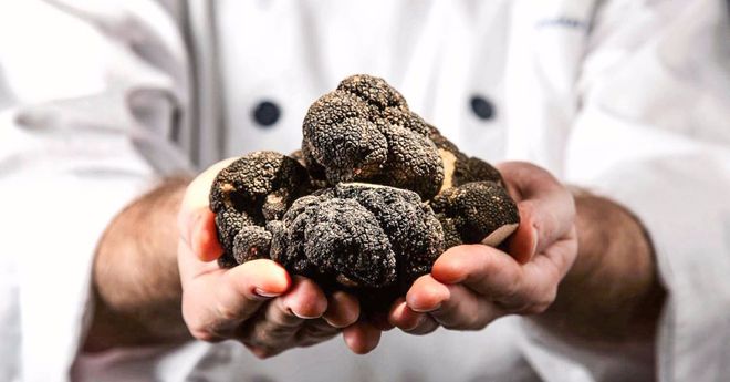 1人1猪搜寻深山里的“黑球球”，国外当宝国内喂猪，一公斤卖1500