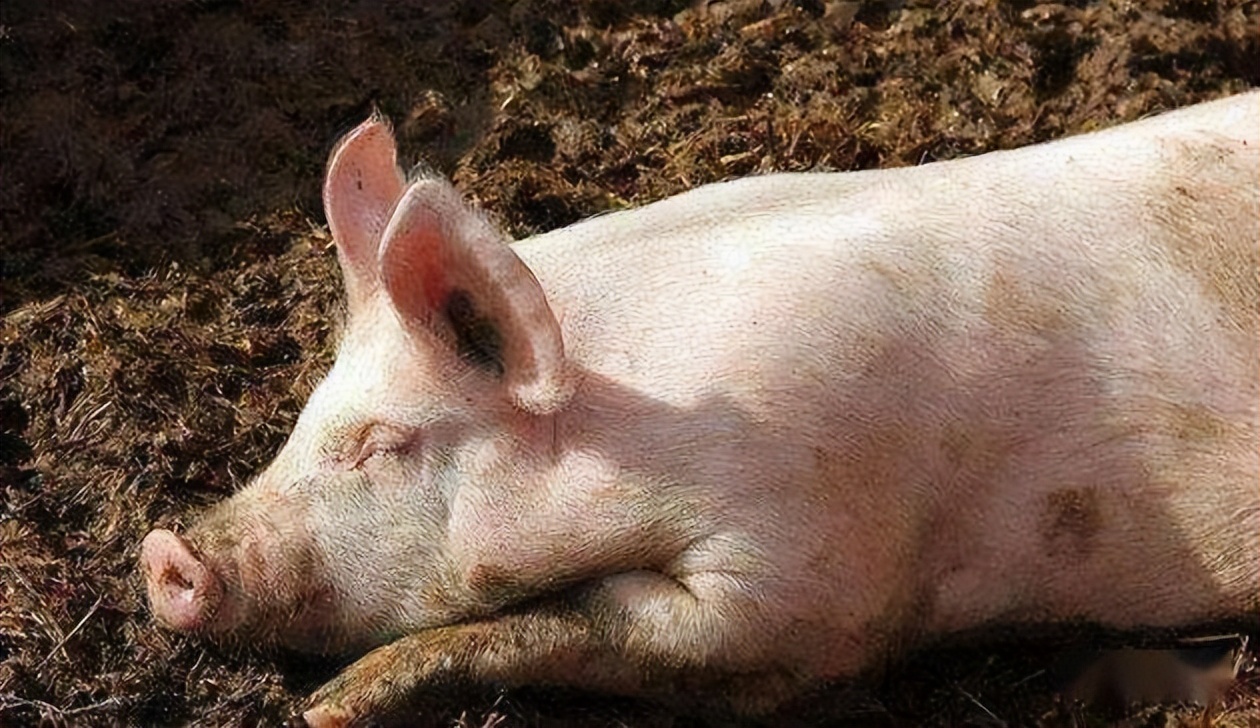 猪喘气有什么症状和治疗方法,猪喘气很严重是怎么回事