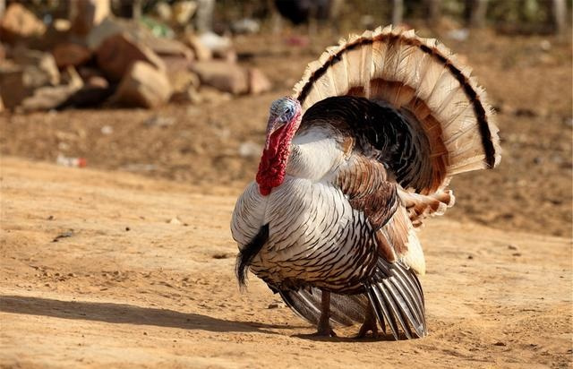 火鸡真的非常难吃英语,火鸡有多难吃解说