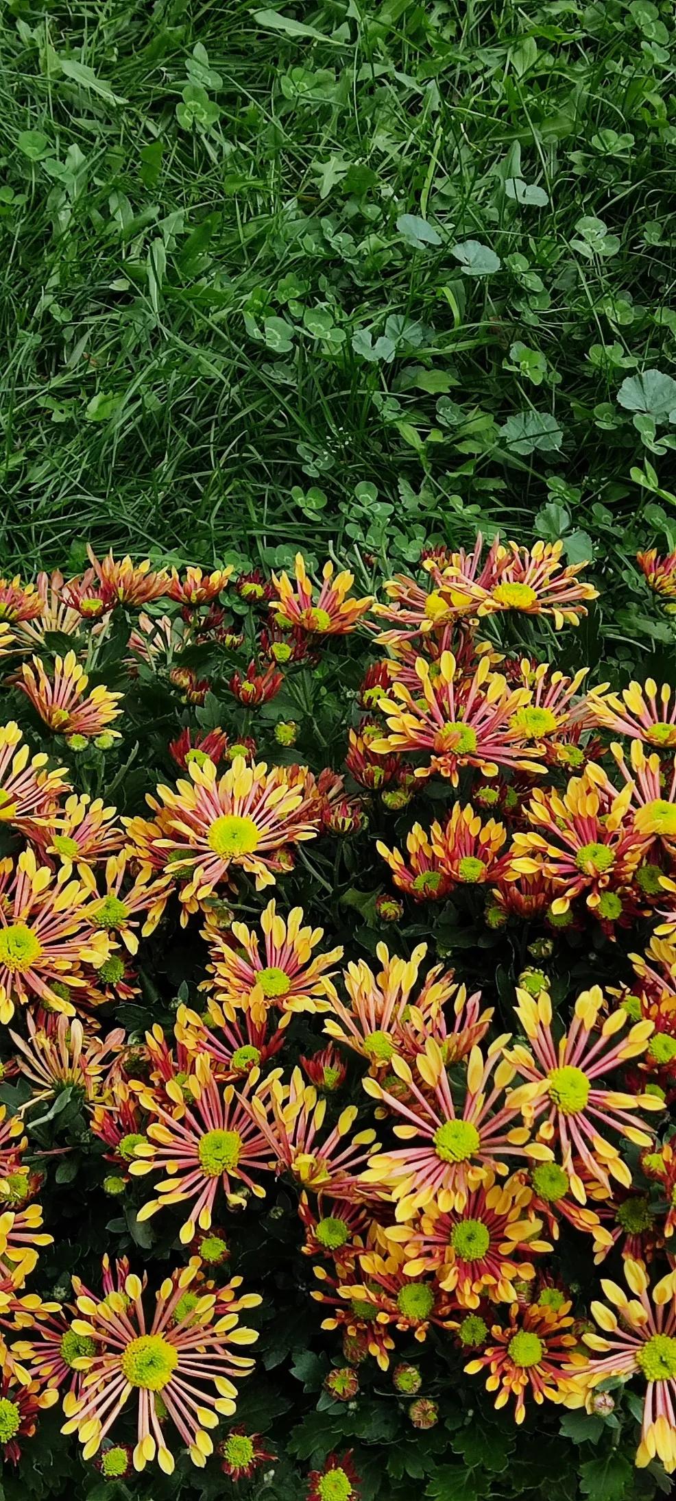 天水昌盛食品清水分公司,天水市工厂招聘大量普工