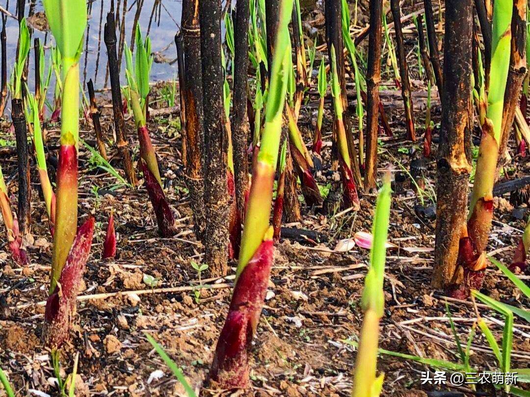 芦苇笋几月份有,芦苇笋什么时候可以开始采摘