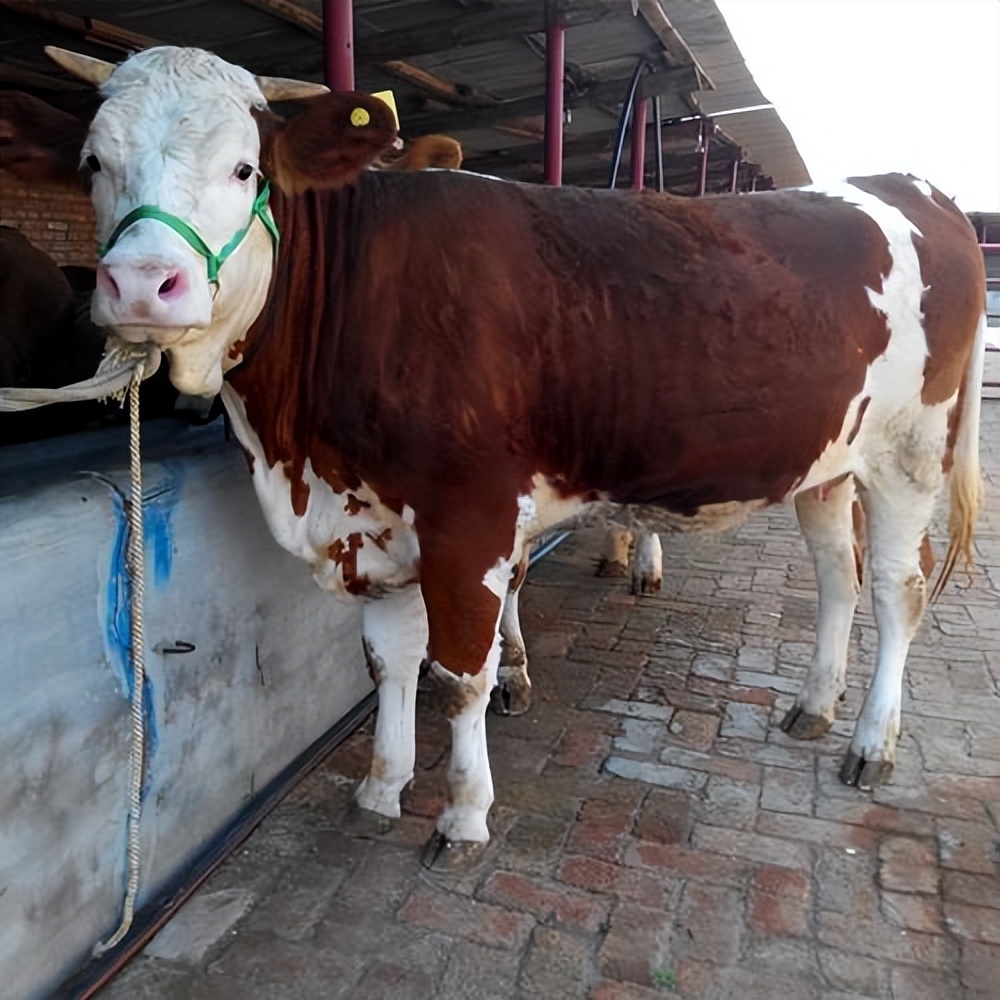 如何通过采食时间看牛有没有吃饱,养牛吃草多久能吃饱