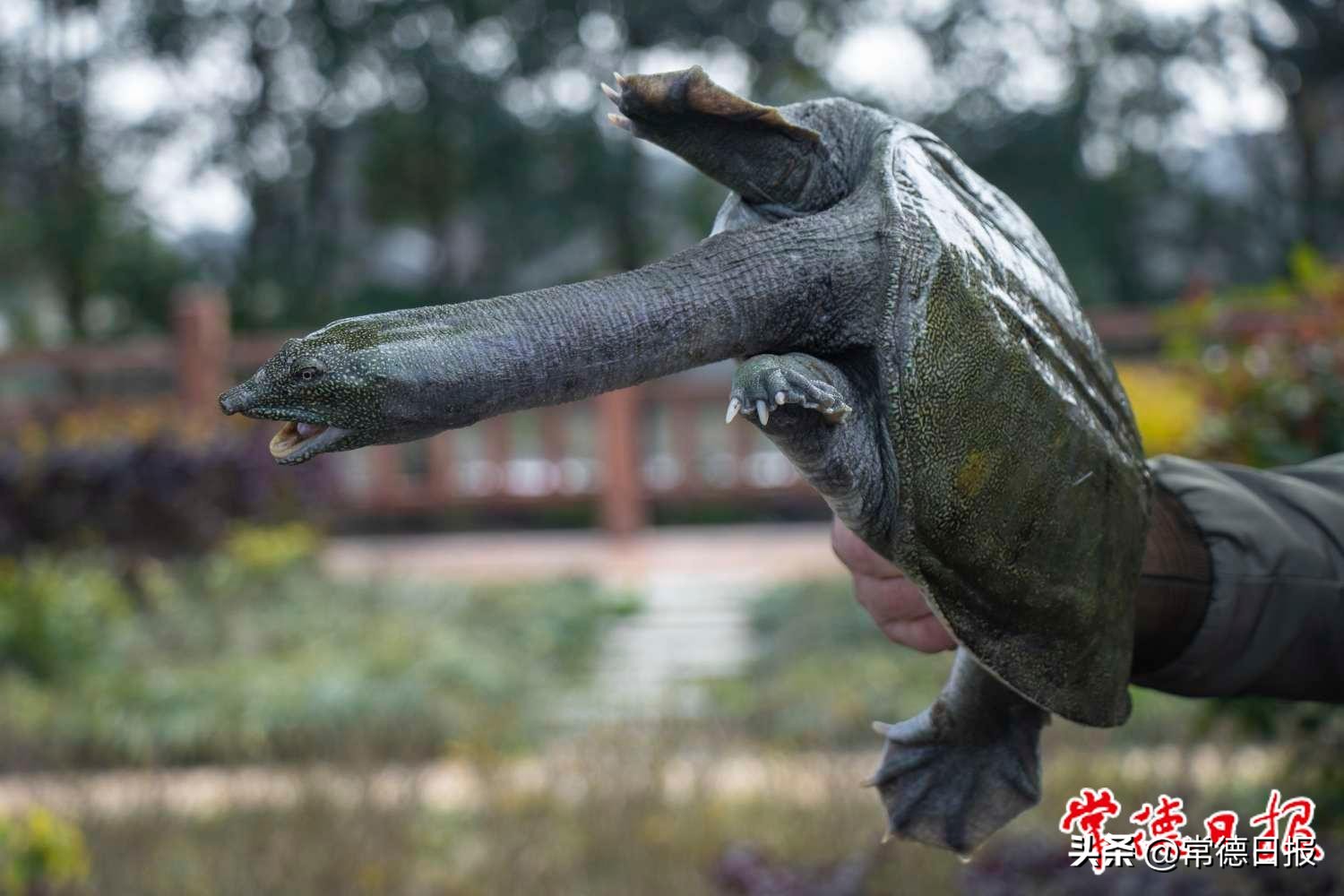 发展特色产业助力乡村振兴——写在常德甲鱼推介及招商活动举办之际