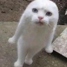 聚酯纤维浴袍卖988还不包邮，粉丝韭菜这么好割？