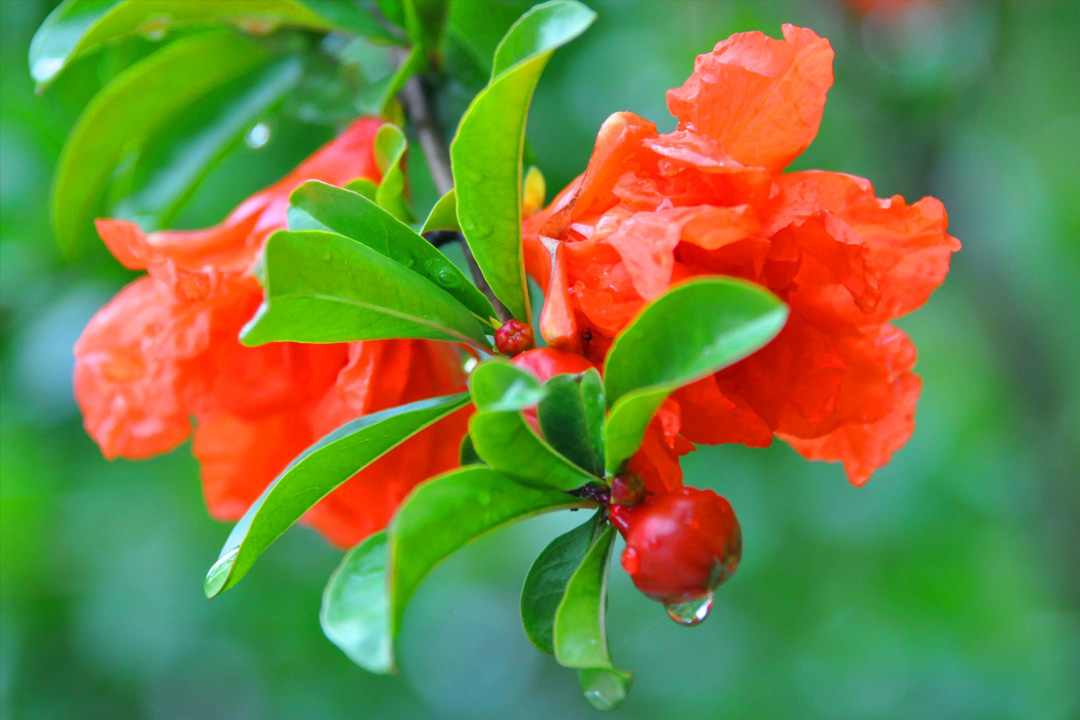 10首诗词中明艳如火的石榴花：待浮花浪蕊都尽，伴君幽独