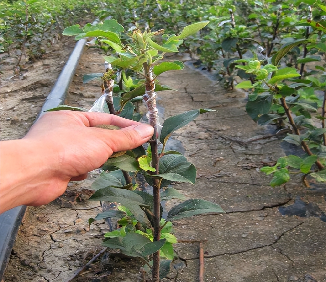 李杏的种子能种吗,杏李栽培要点