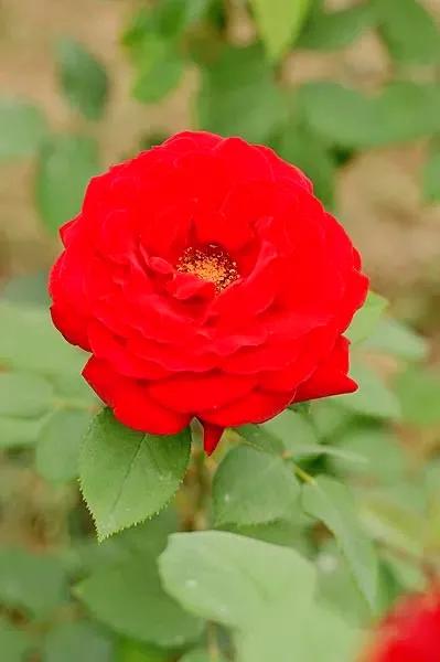 我爱月季花歌曲,我爱月季花300字