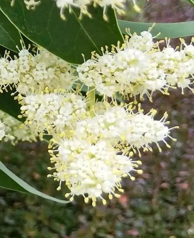 女贞有毒吗,大叶女贞又叫火炮树