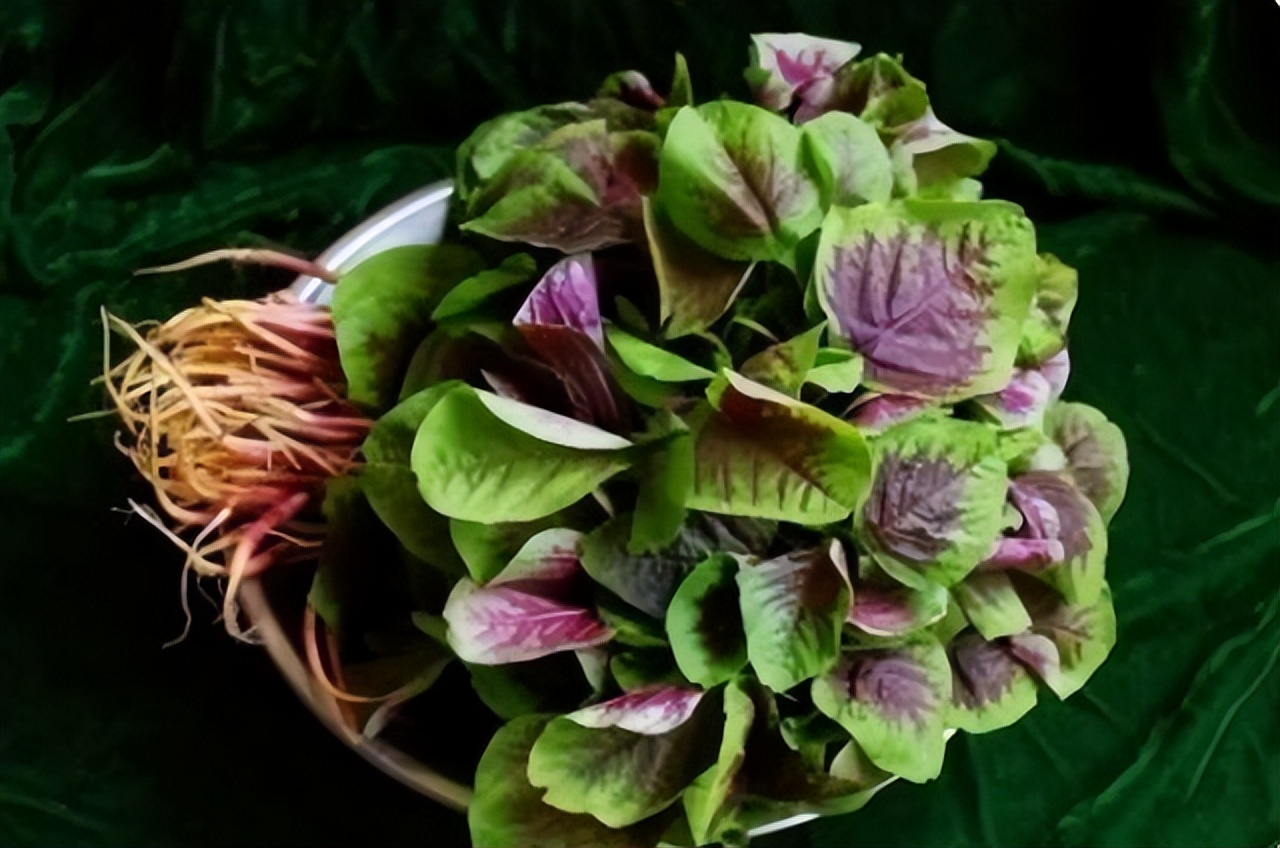 为什么晚上不建议吃绿叶蔬菜,哪些患者不能吃红苋菜