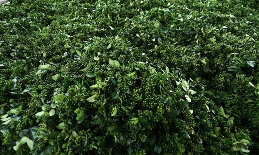 四川大山里有啥名贵药材,四川农村的十大特产