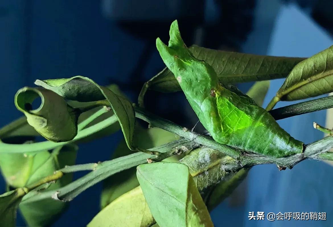 5个月的等待,经过5个多月的漫长等待