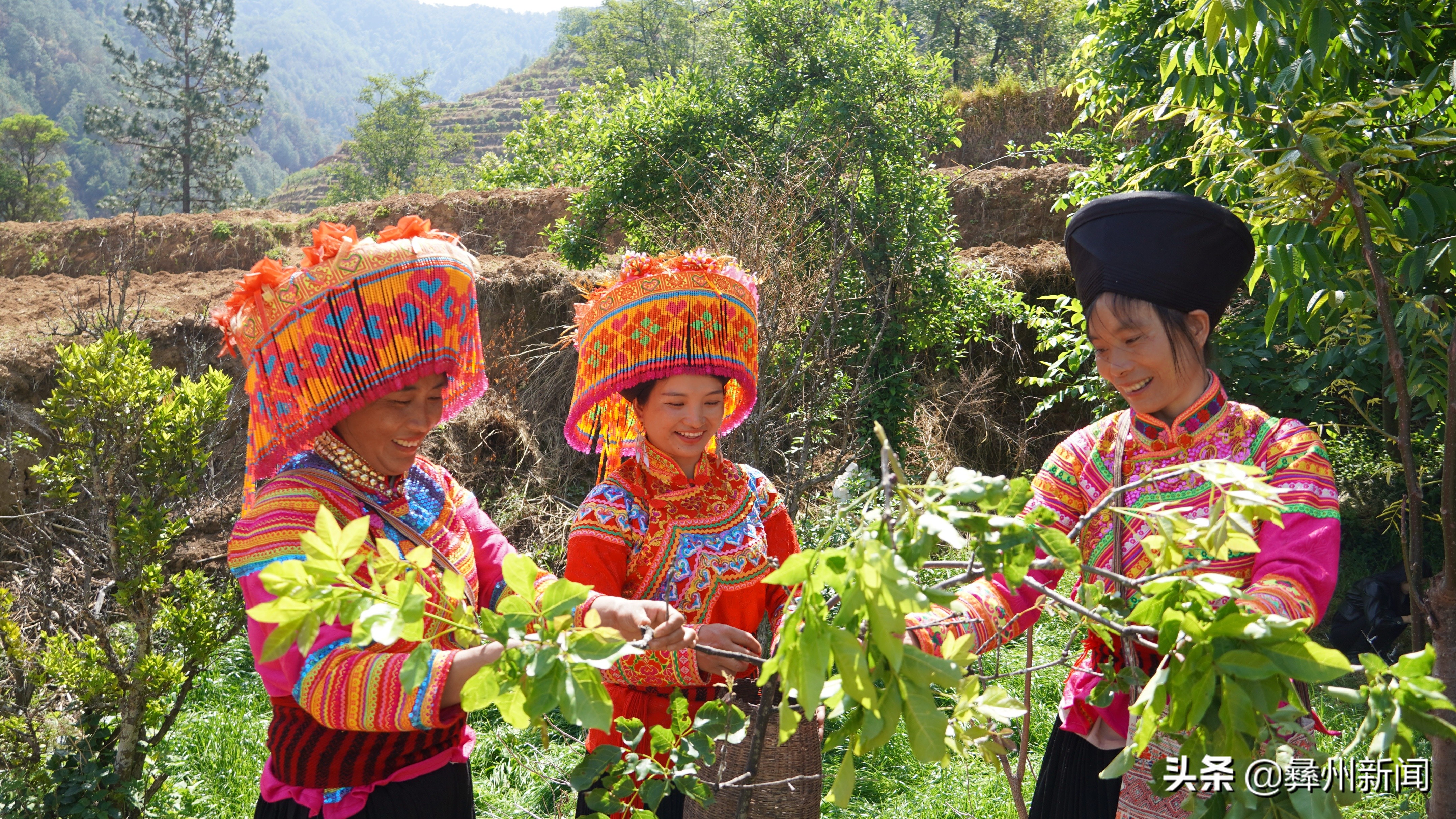 四川德昌：再见是蜡虫探秘消失已久的白蜡制作技艺