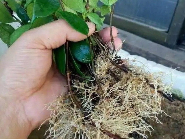 植物营养液通用型生根粉,生根粉植物生长调节剂