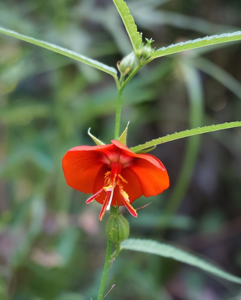 夜落金钱昼自开意思,夜落金钱昼自开