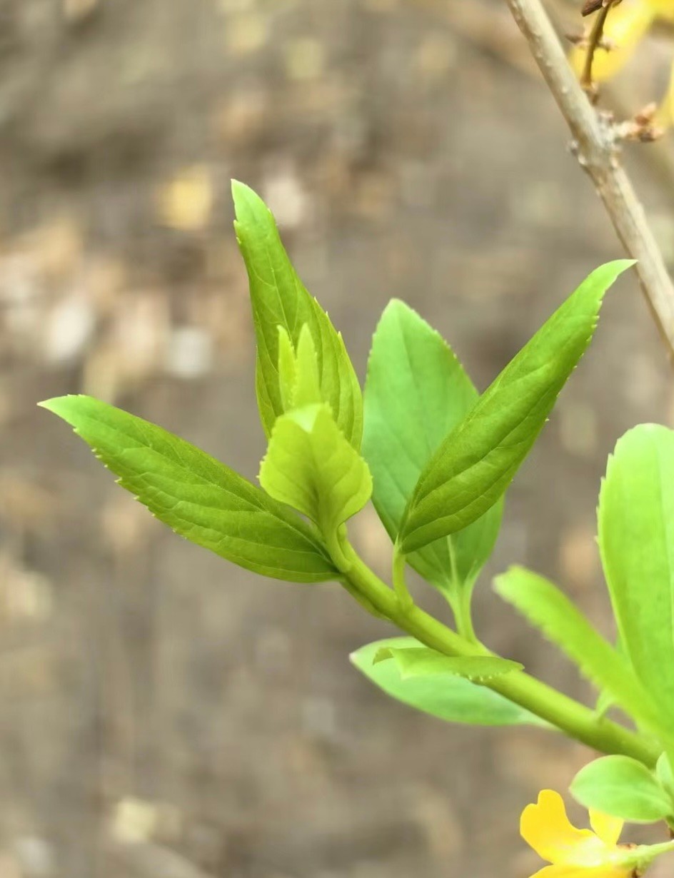 各个品牌旗舰机测评,各品牌旗舰机测评