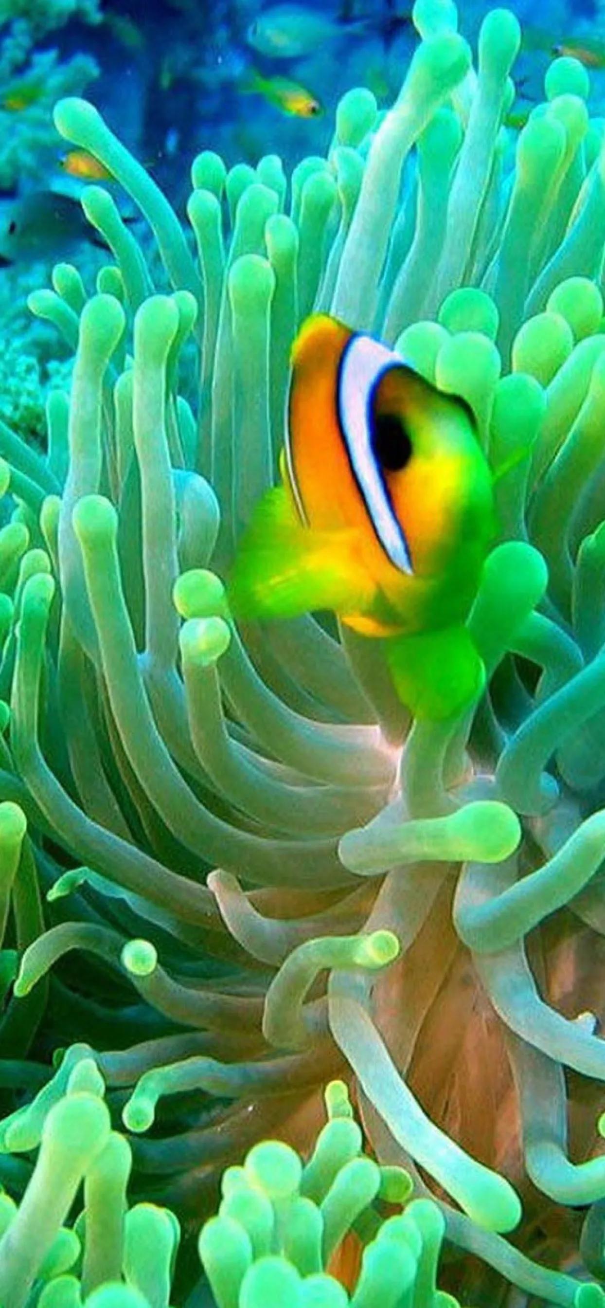 蓝色海景壁纸图片大全,海景壁纸4k超清全面屏