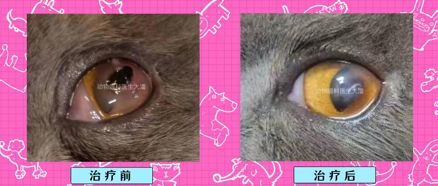 猫角膜炎怎么治疗最快,小猫坏死性角膜炎