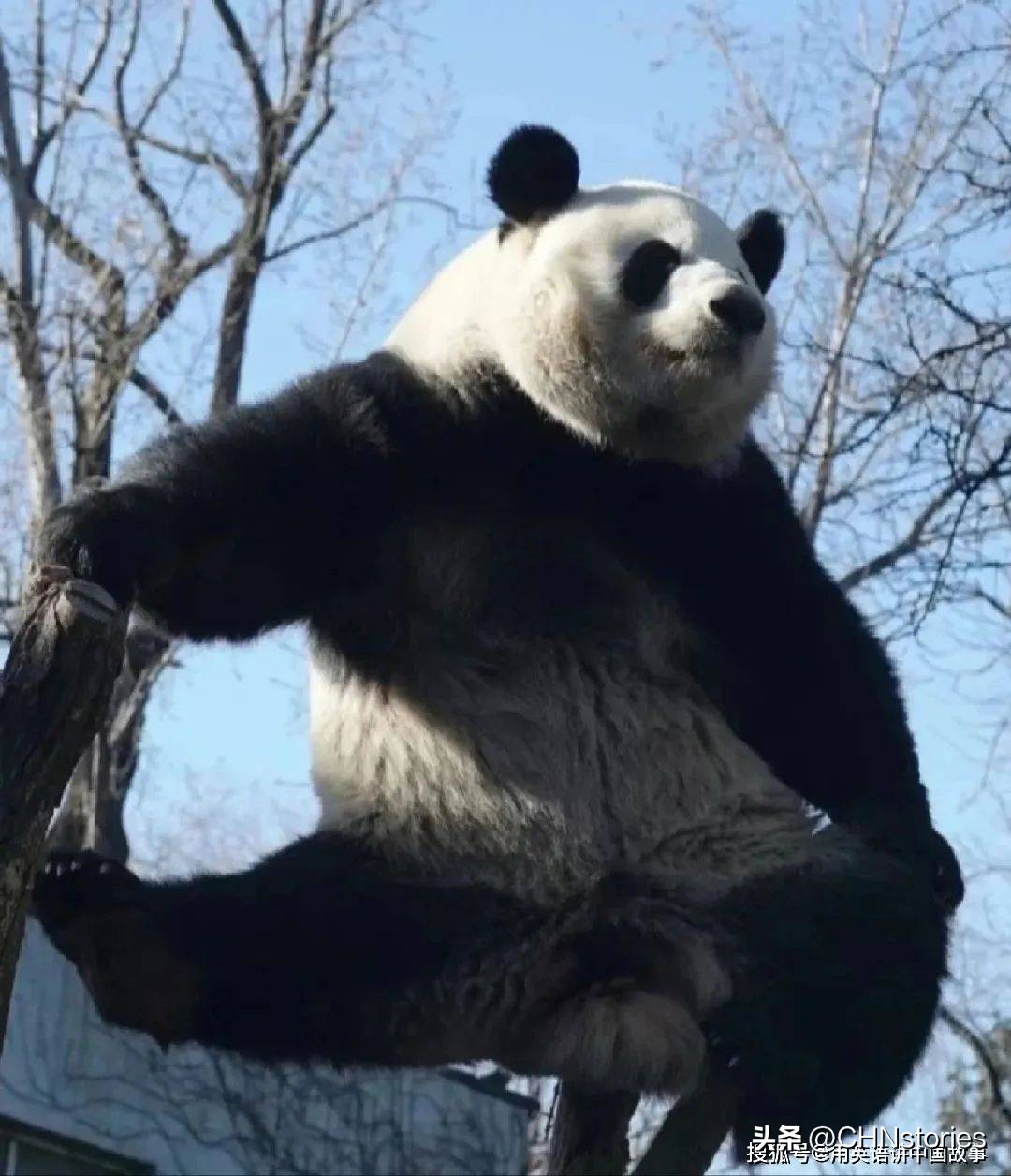 胖达在国外有多受欢迎?日本哭泣相送,比利时差点分裂?