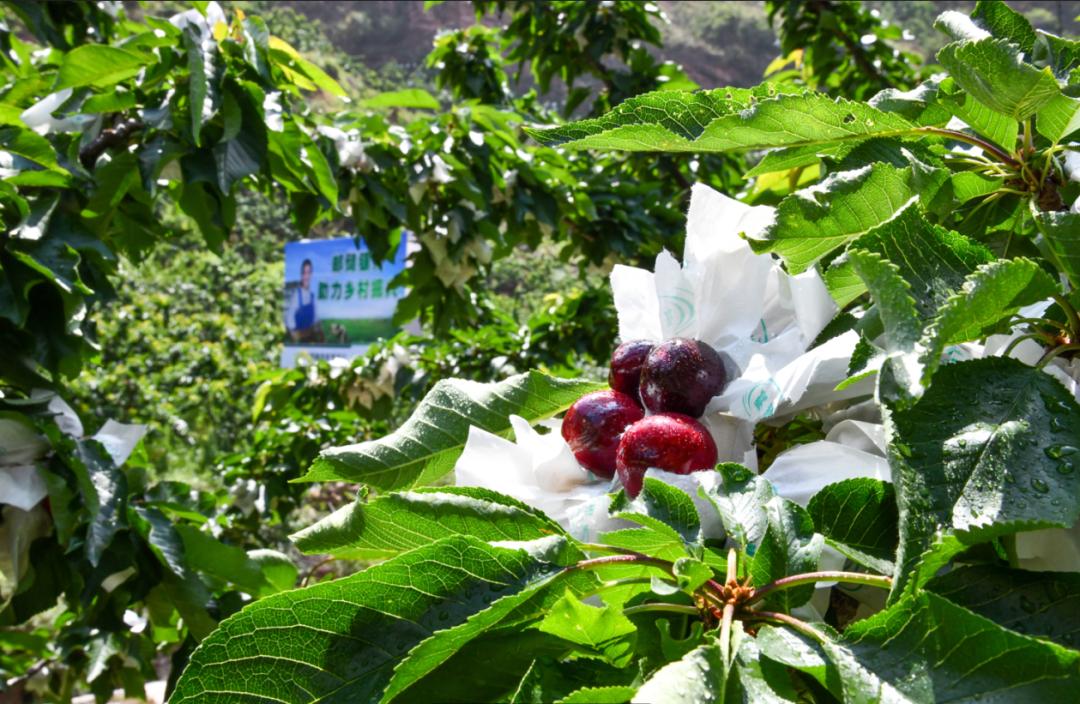 “山里红”樱桃甜又甜——“新农人”任素茂奋斗创业背后的邮政故事