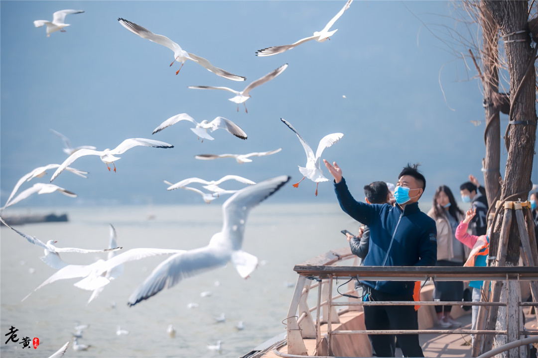 昆明滇池边海鸥图片,冬季来昆明海埂大坝看海鸥太美了