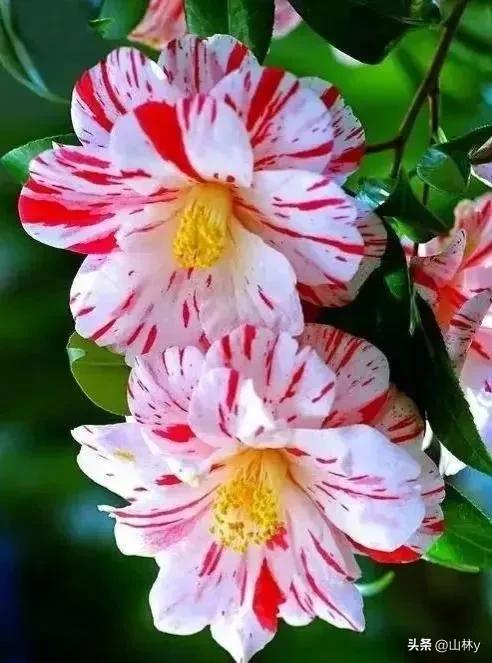 五颜六色的花朵养眼舒心,灵动秀美的花朵图片