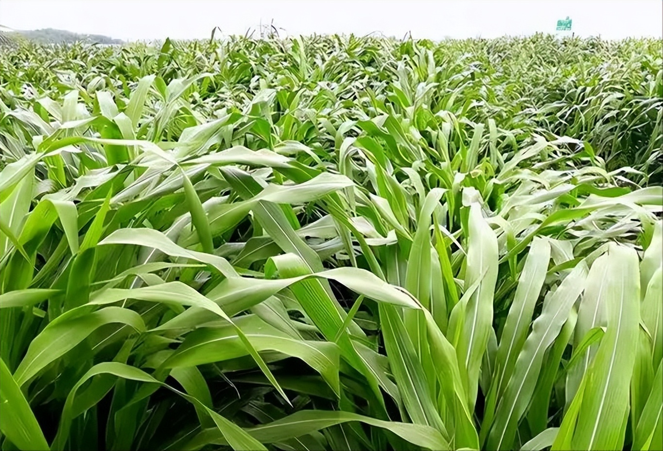 玉米在我国粮食安全中地位,当前玉米是我国第一大粮食作物