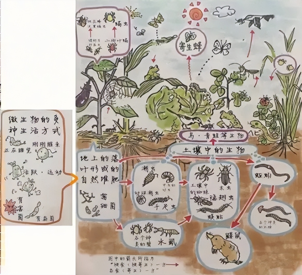 为何中国水果在日本如此畅销,日本天价水果