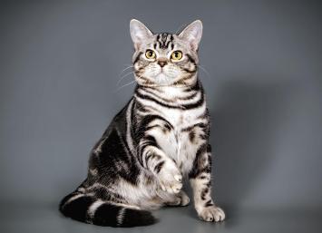 盘点猫咪世界,探索猫咪的奇妙世界