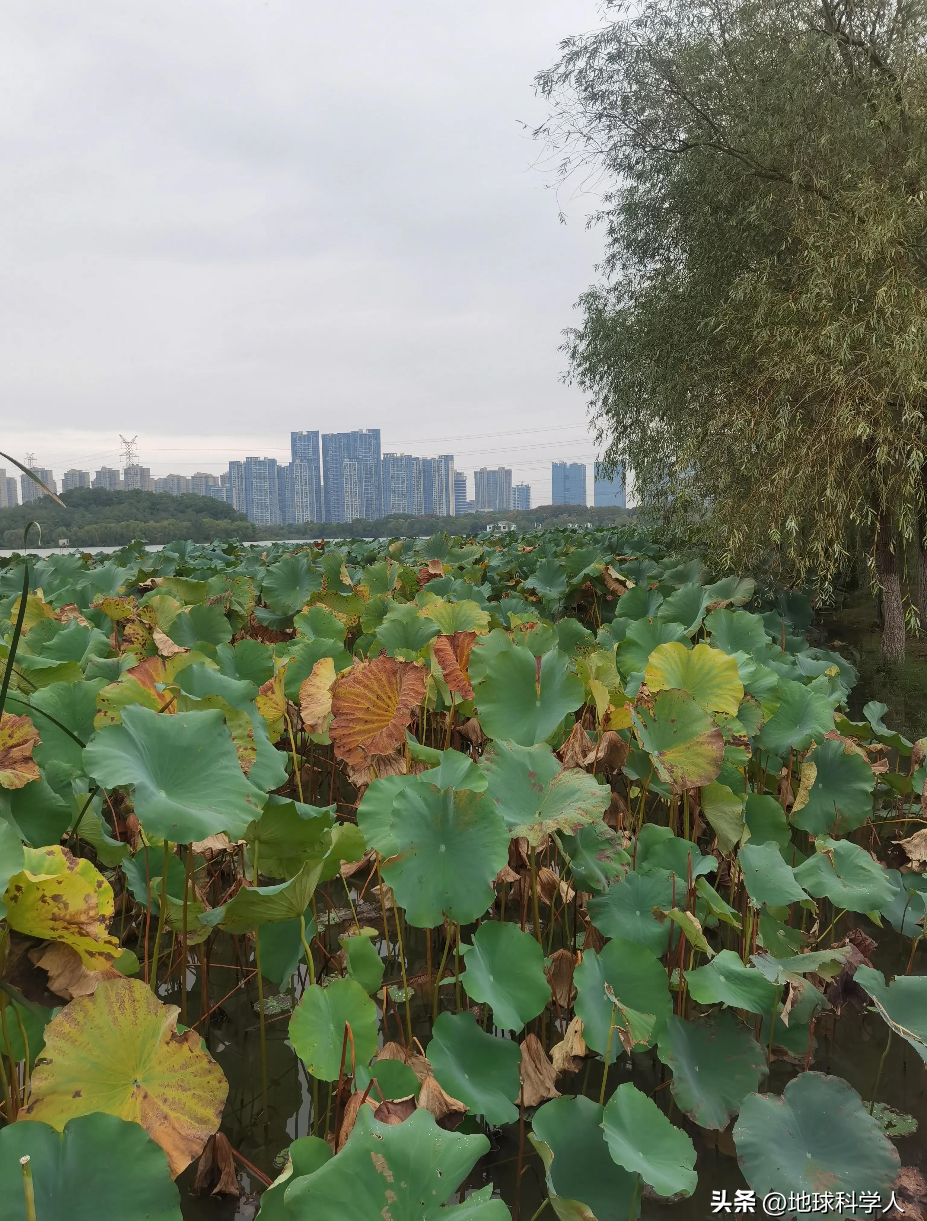 湖光山色美景欣赏,后官湖国家湿地公园游记