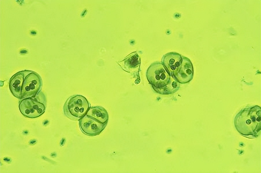 浮游生物是什么,浮游生物是怎么诞生的