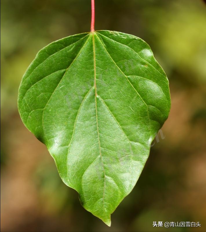 农业种植桑叶致富项目,农村种植树致富项目