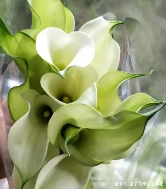 马蹄莲花开是什么样子,马蹄莲花开多少天