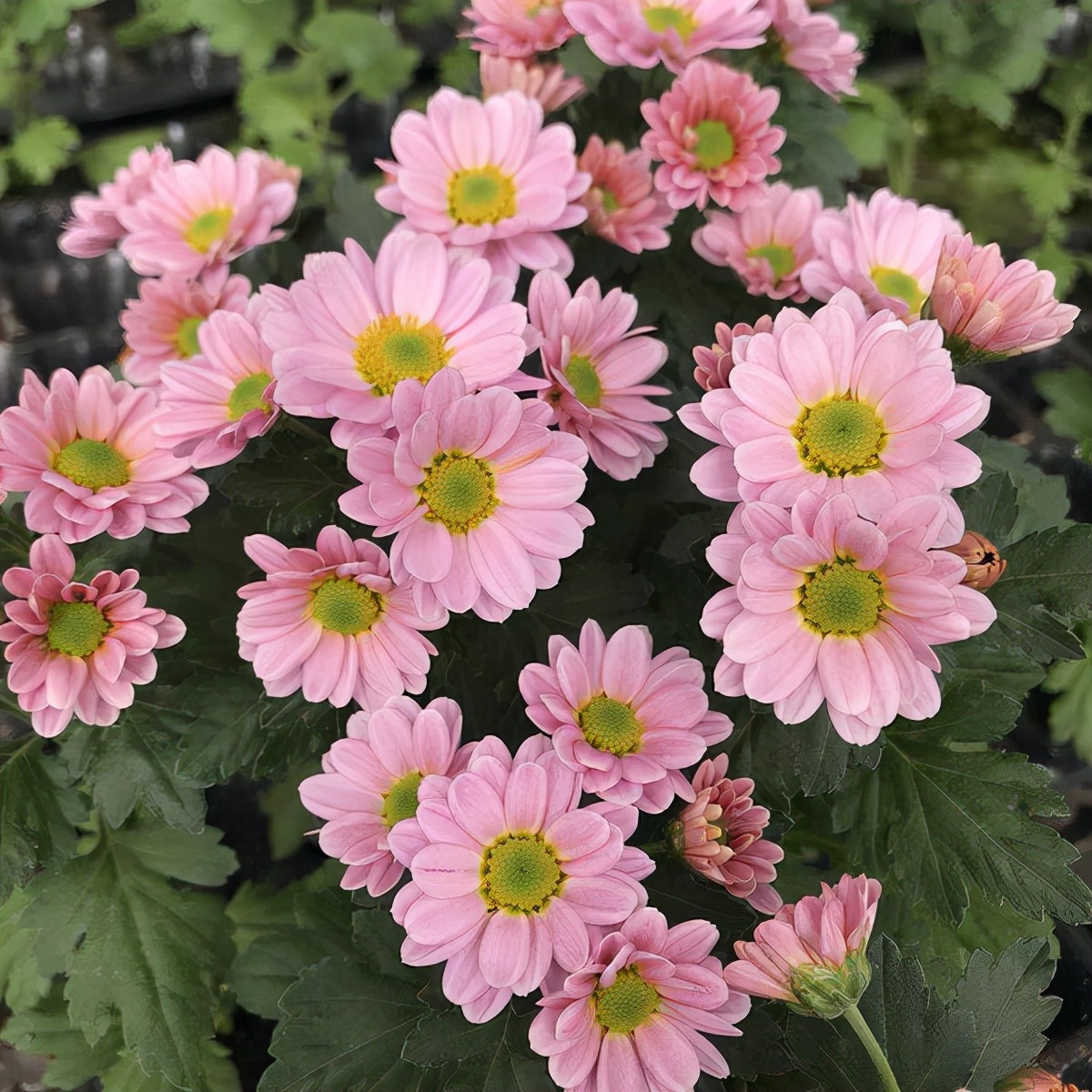 花园里的月季花竞相开放,花园里有7盆月季30盆菊花