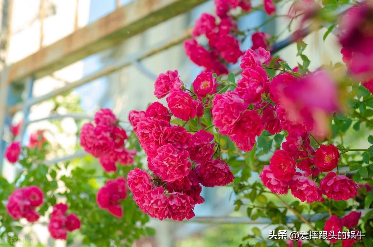 生如夏花灿烂的时候,生如夏花绚烂绽放歌曲视频