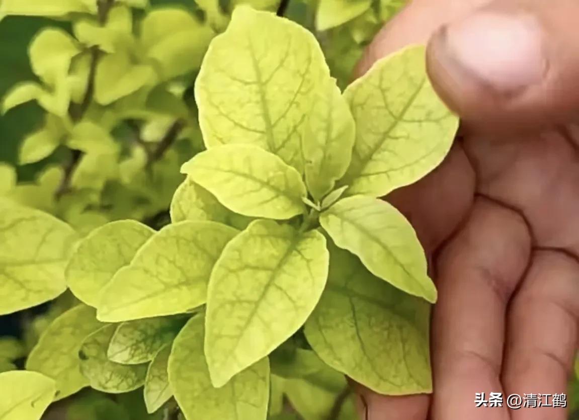 梨果病害图片大全,梨果不套袋病虫害防治技术