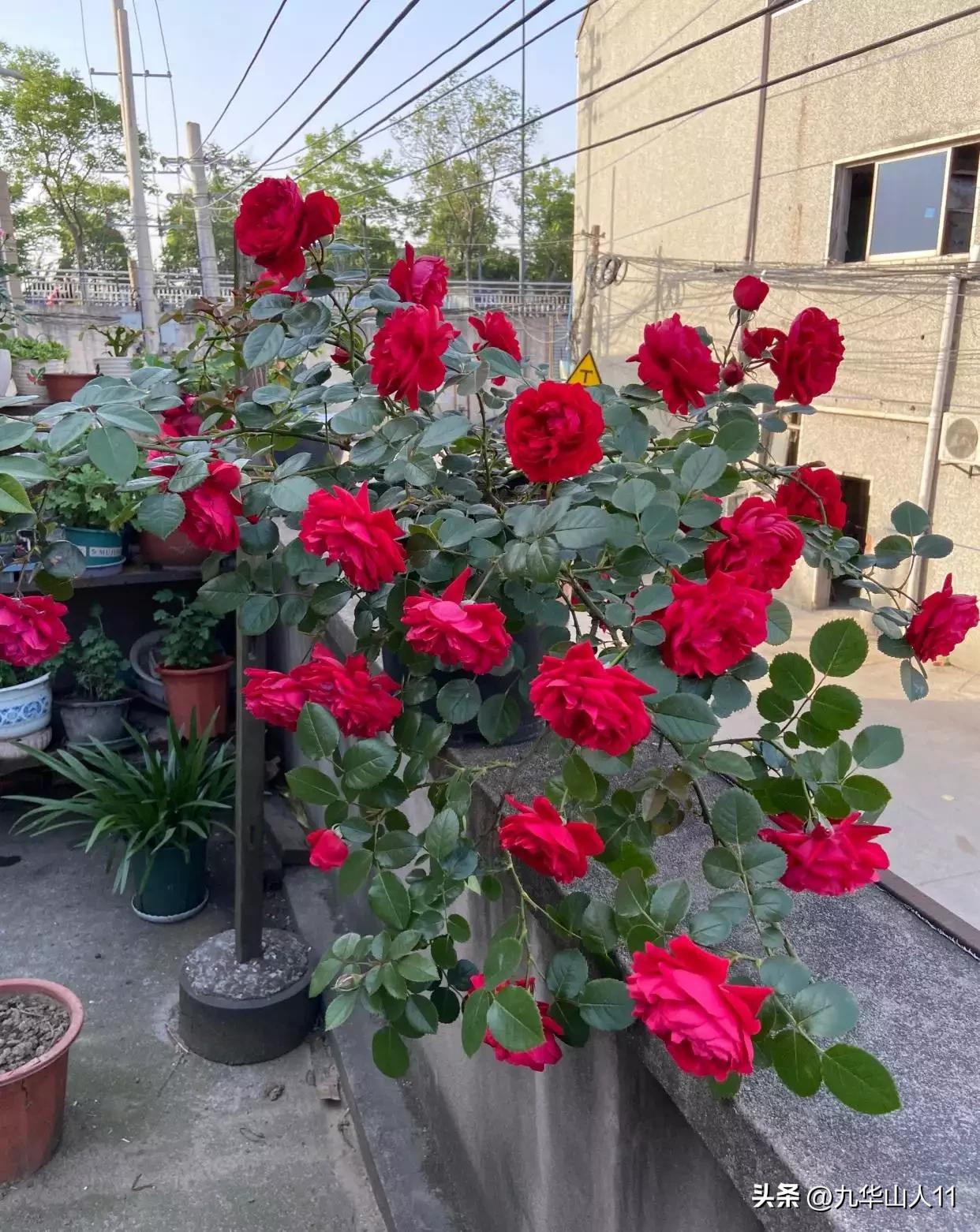 藤本月季品种列表,大红色藤本月季哪个品种好