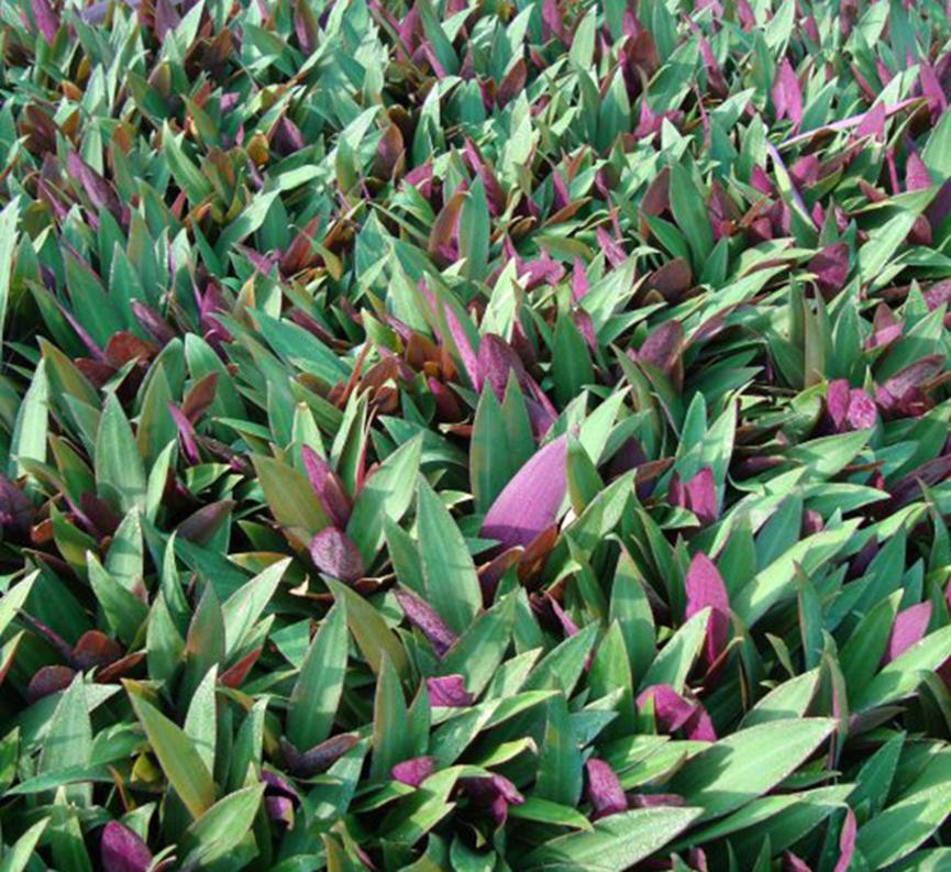 迪拜适合养什么植物,迪拜常见花草