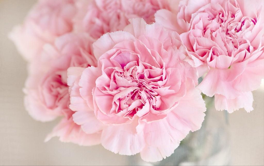 100种常见花花语及图片,各个花的花语大全及图片