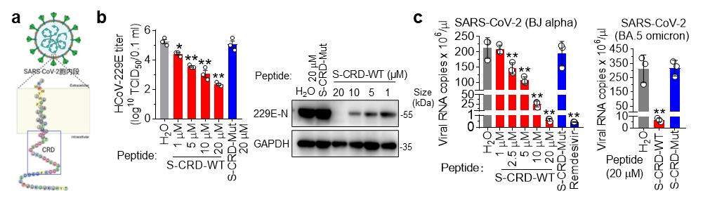 山东大学学术研究部,山东大学的学术成就