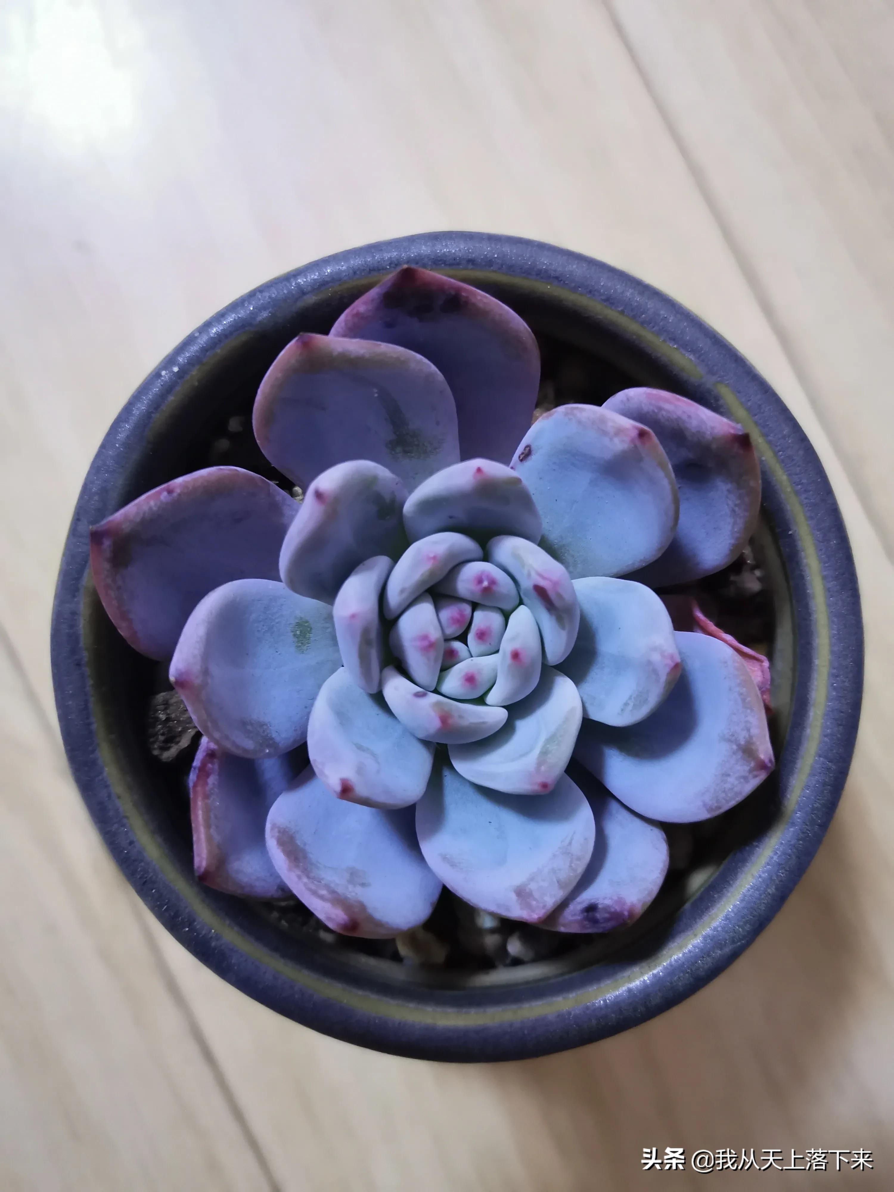 多肉品种及图片大全欣赏,多肉品种辨别图片大全欣赏