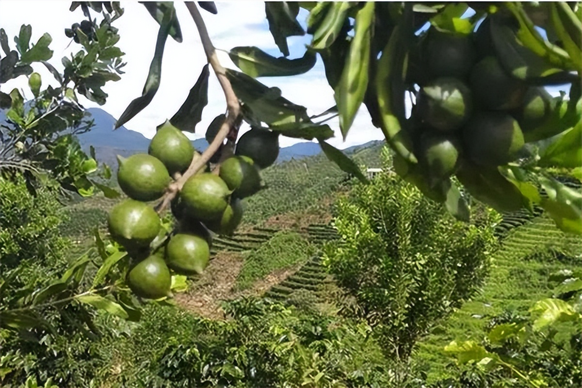 夏威夷果为什么叫夏威夷果,夏威夷果为什么叫鸡蛋果