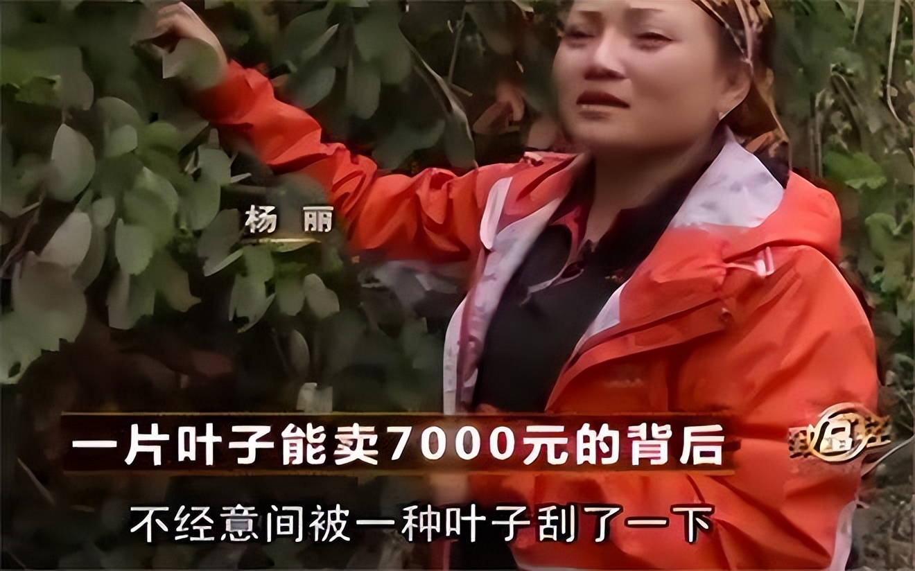 2013年贵州女子1片树叶卖到7000元,36岁贵州女子利用树叶年赚百万