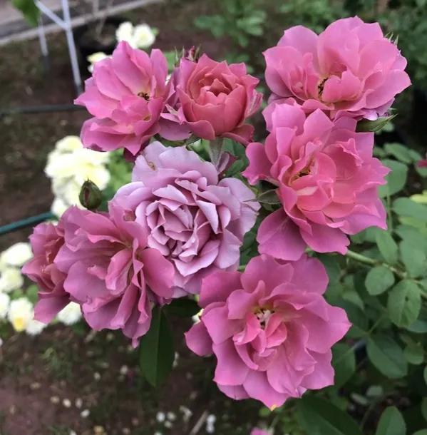 日本月季耐阴品种,日本葵月季适合两广吗