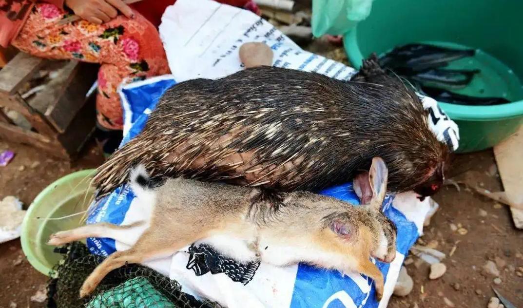 老挝保护野生动物,老挝集市野生动物