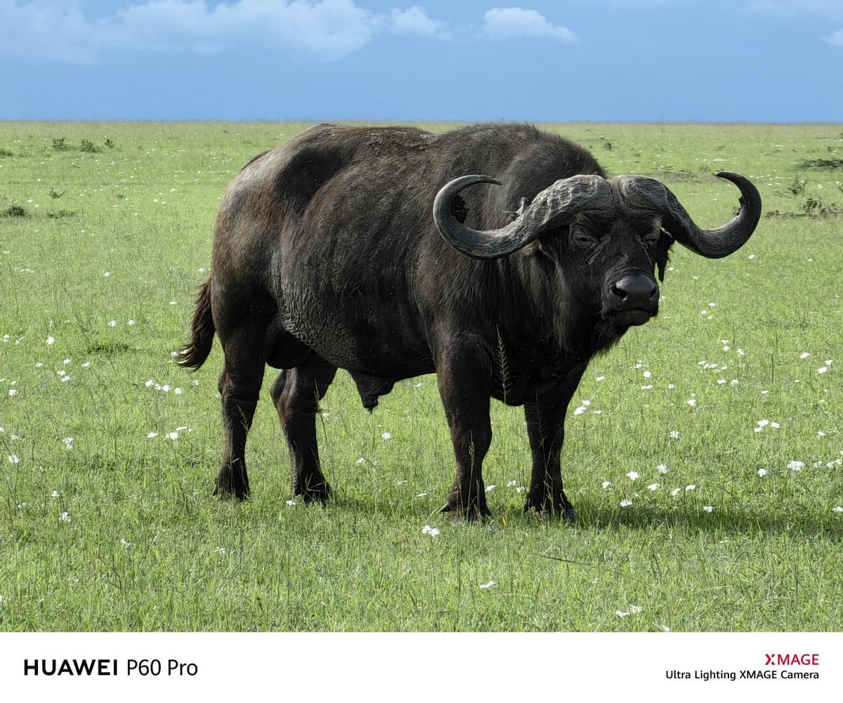 华为p60八达通,玩转香港