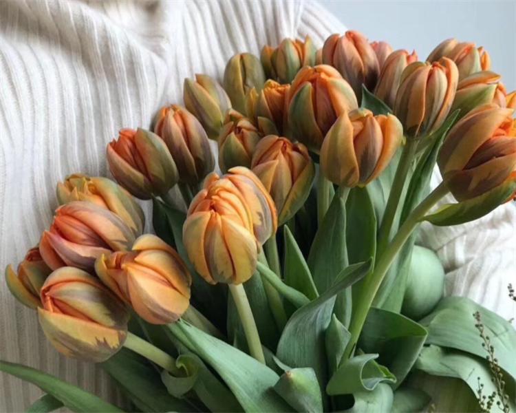 七十岁老人过生日送什么花合适,自己过生日送自己的花应该选哪种